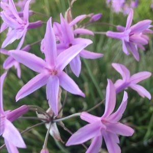 Meet your Posher, Hailey